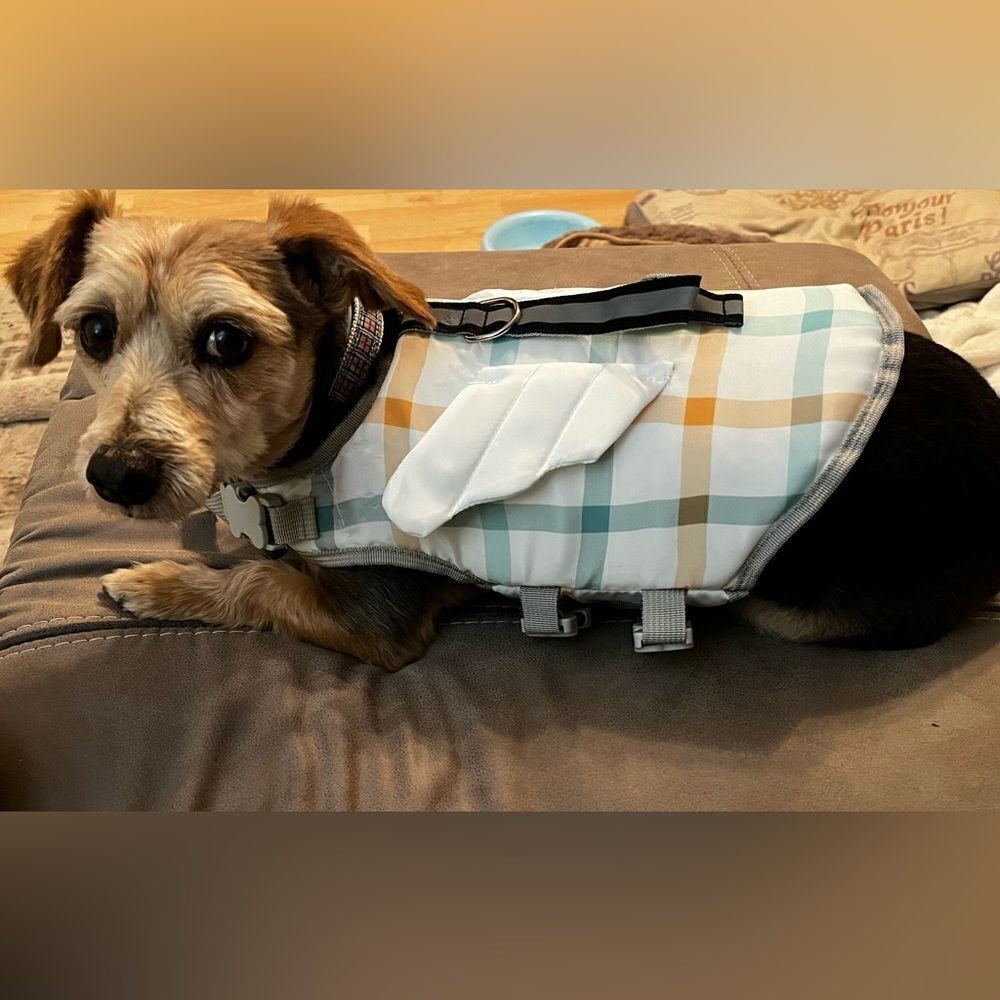 Lightly Padded Plaid Small Harness With Wings, Bones Over Clips, Belly Wrap, EUC
